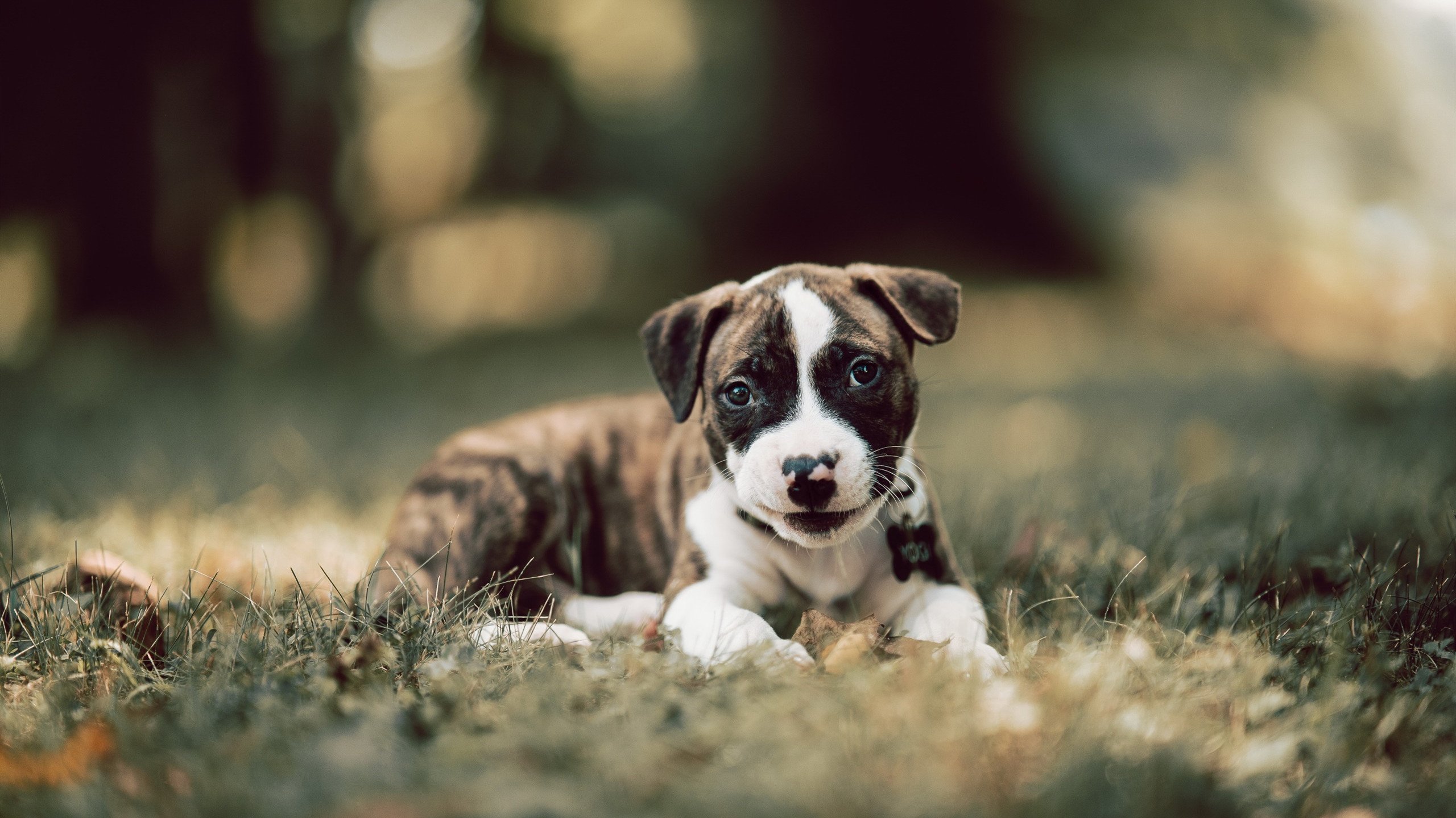 年度焦点之战，希腊铁壁连续得分，全面压制拉齐奥