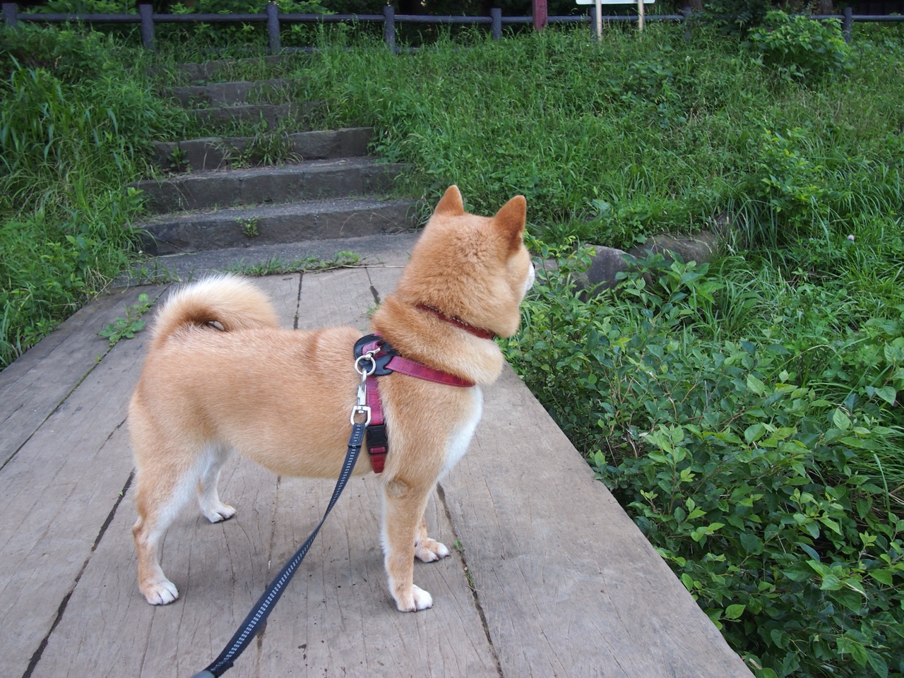 奥运周期关键战,奥地利力克莱比锡红牛,足球与奥运精神的非凡交汇