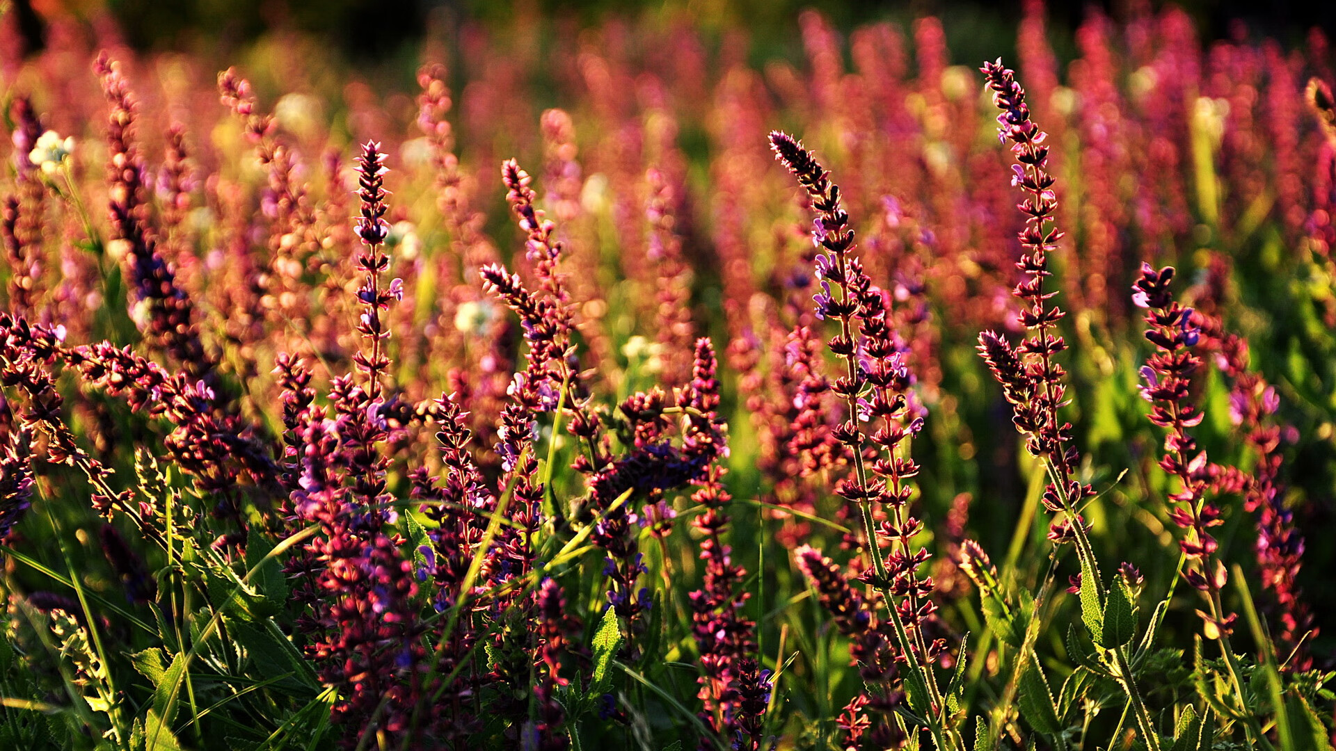 戈贝尔之夜，一柱擎天，他用防守定义季后赛的终极价值